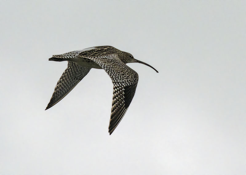 Volo di Chiurlo maggiore, Numenius arquata